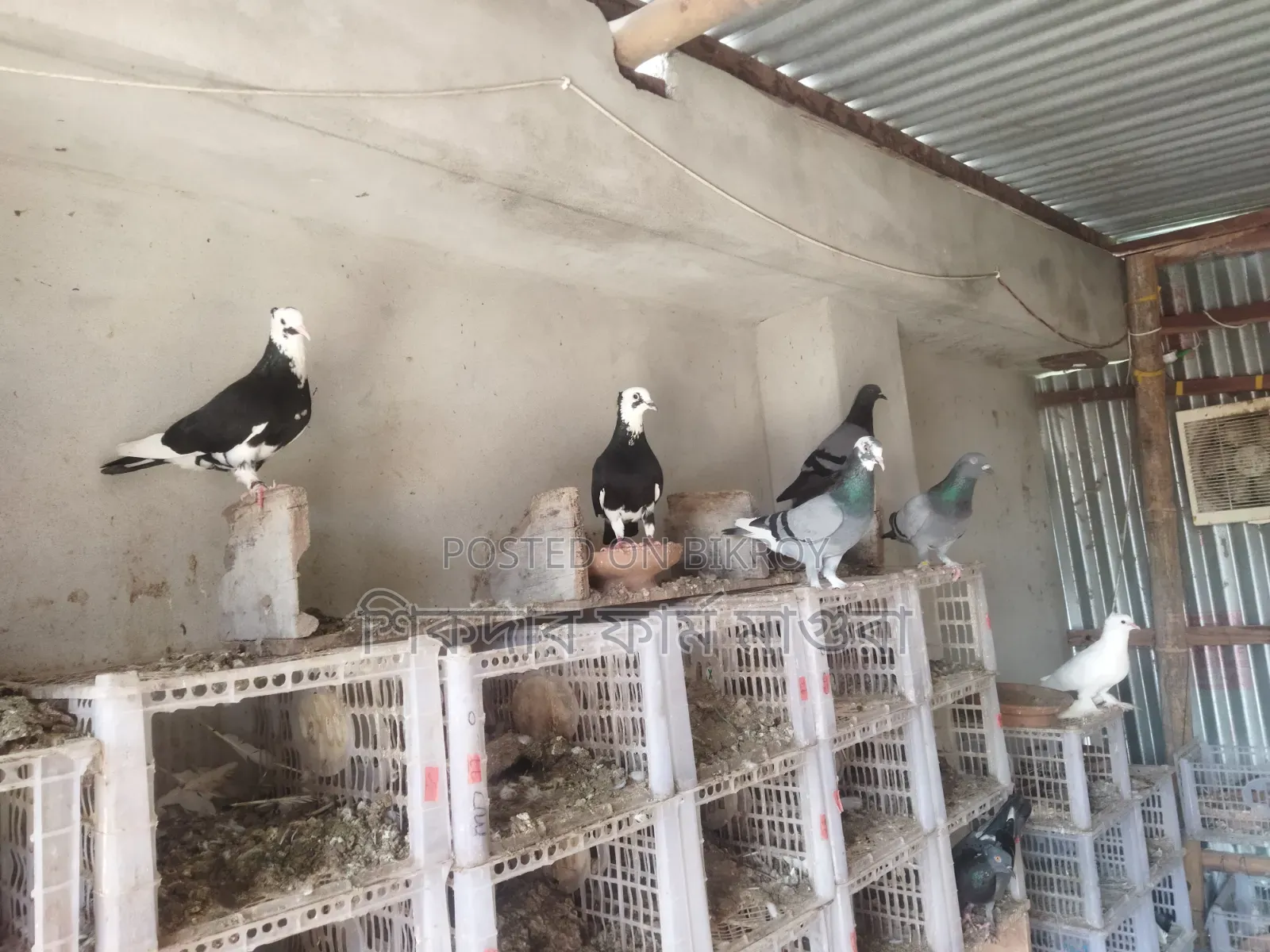 Deshi, Jalali and Racer Pigeons