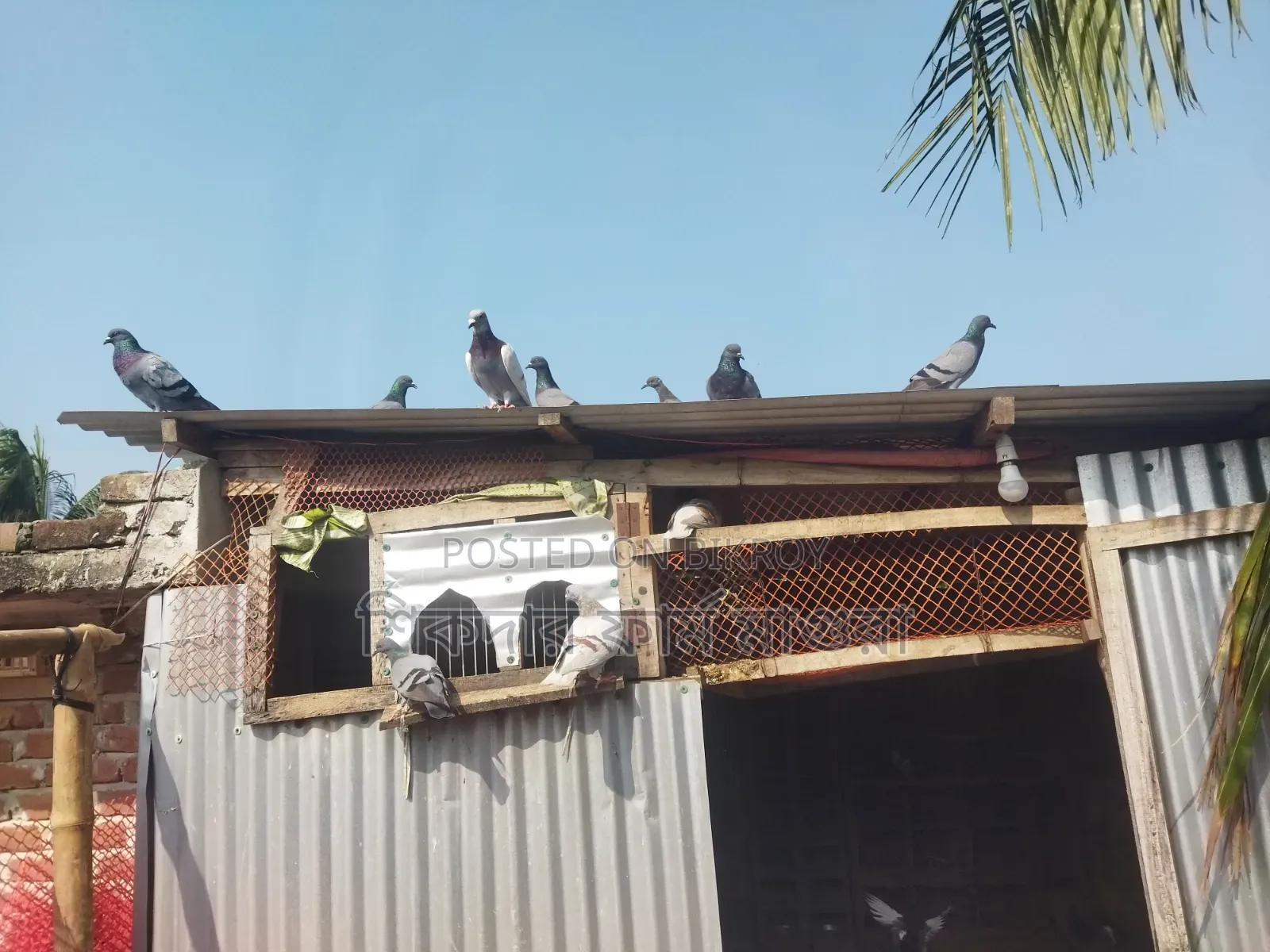 Deshi, Jalali and Racer Pigeons