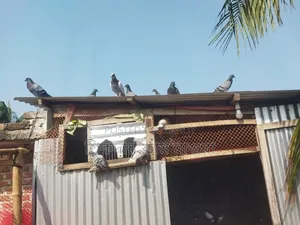 Deshi, Jalali and Racer Pigeons