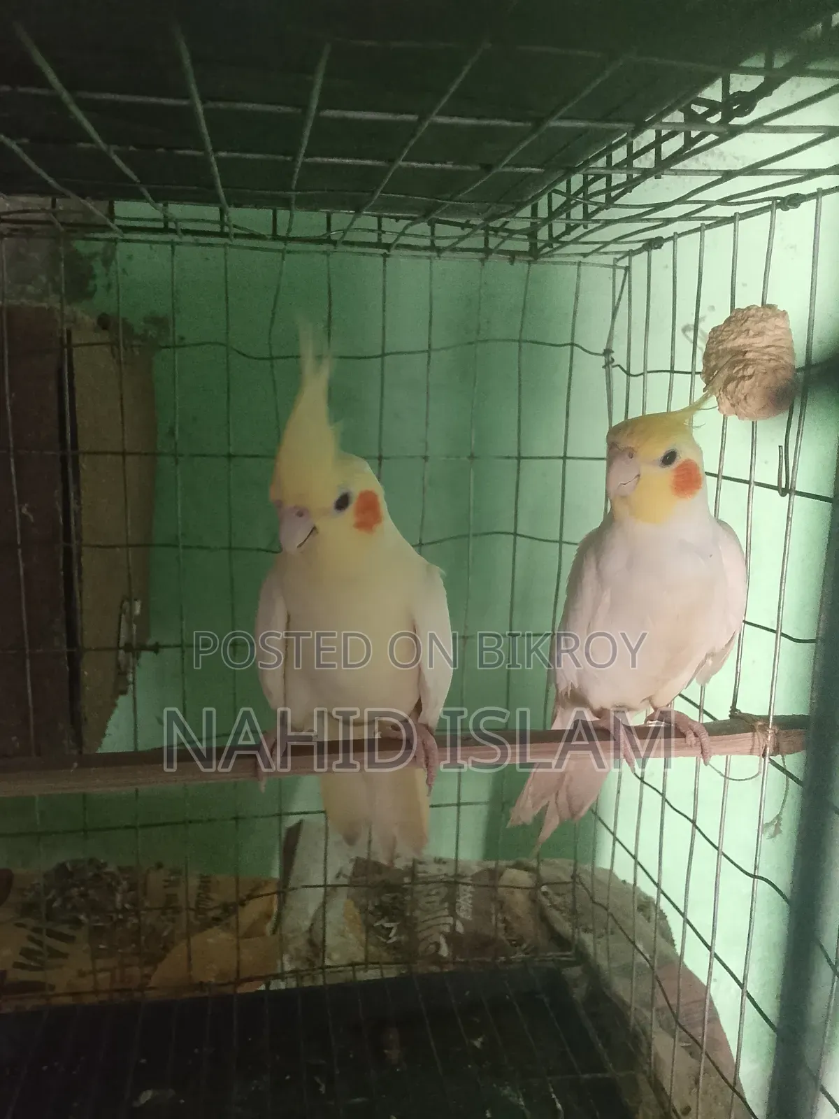 One pair of adult cockatiels