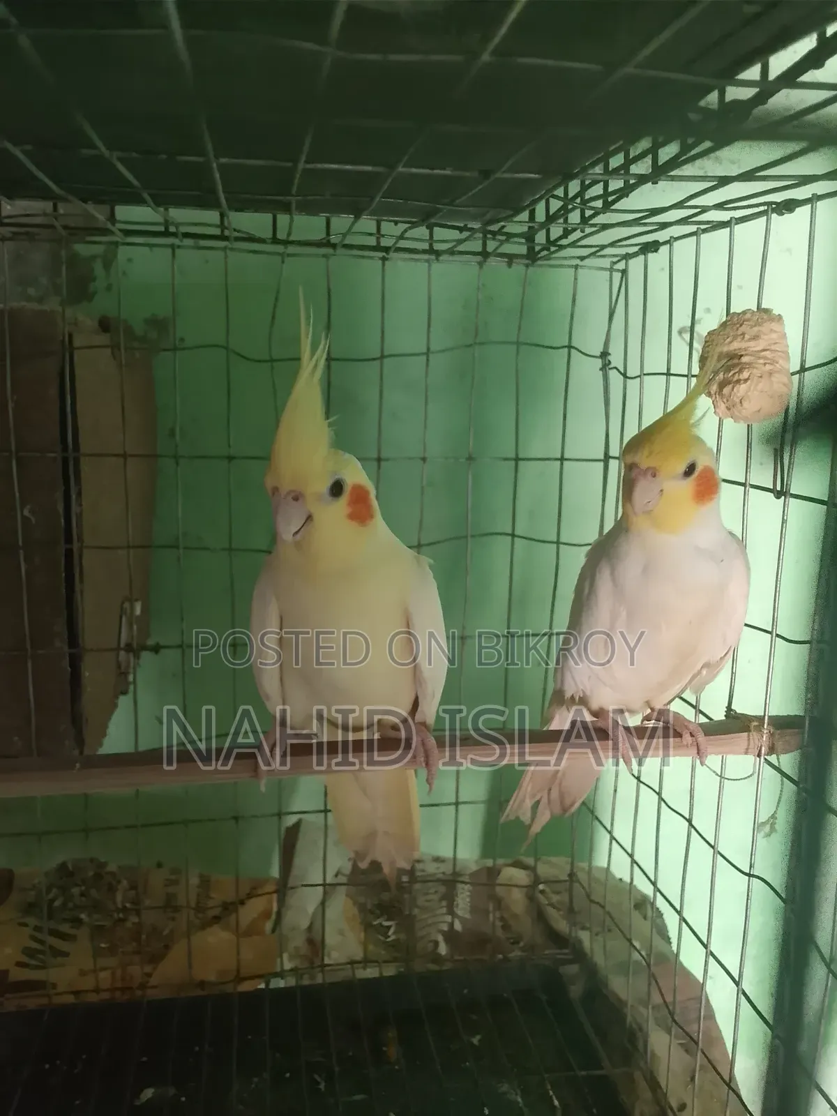 One pair of adult cockatiels
