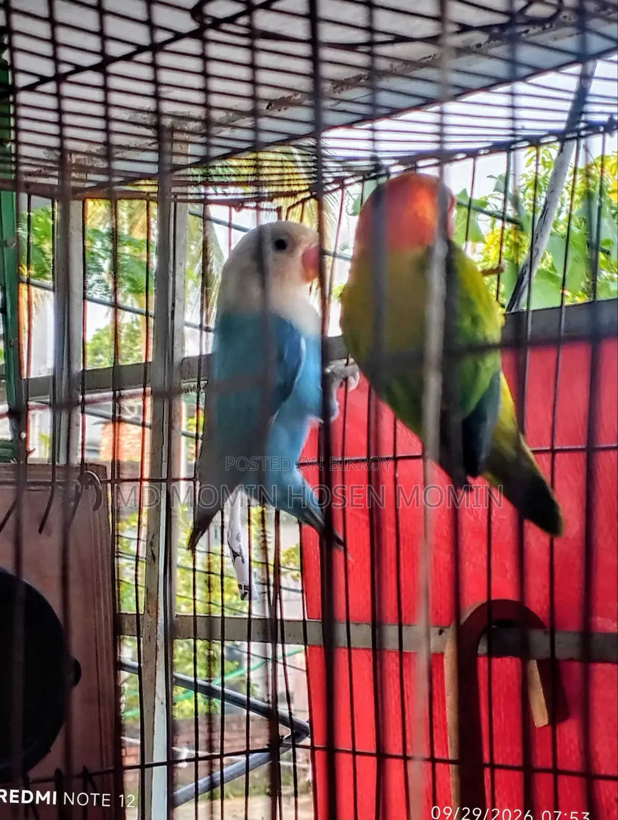 A Very Good Quality Pair of Birds