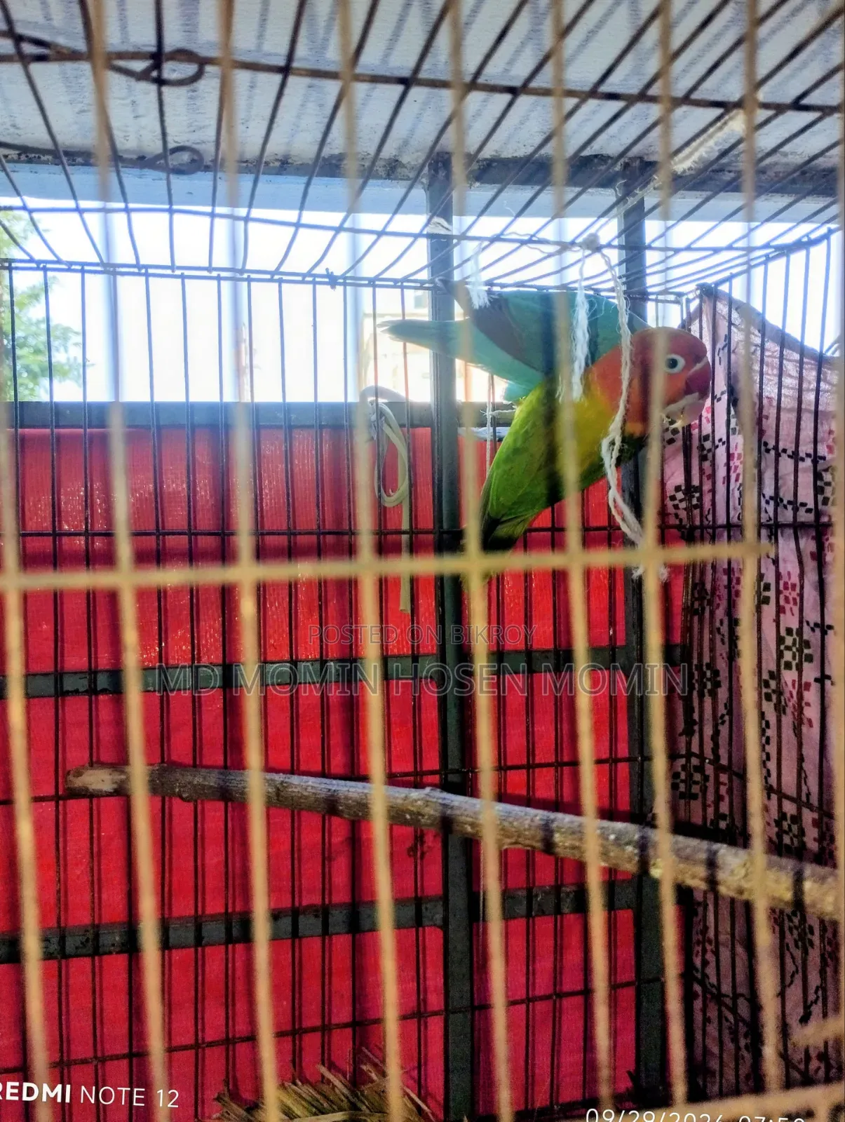 A Very Good Quality Pair of Birds