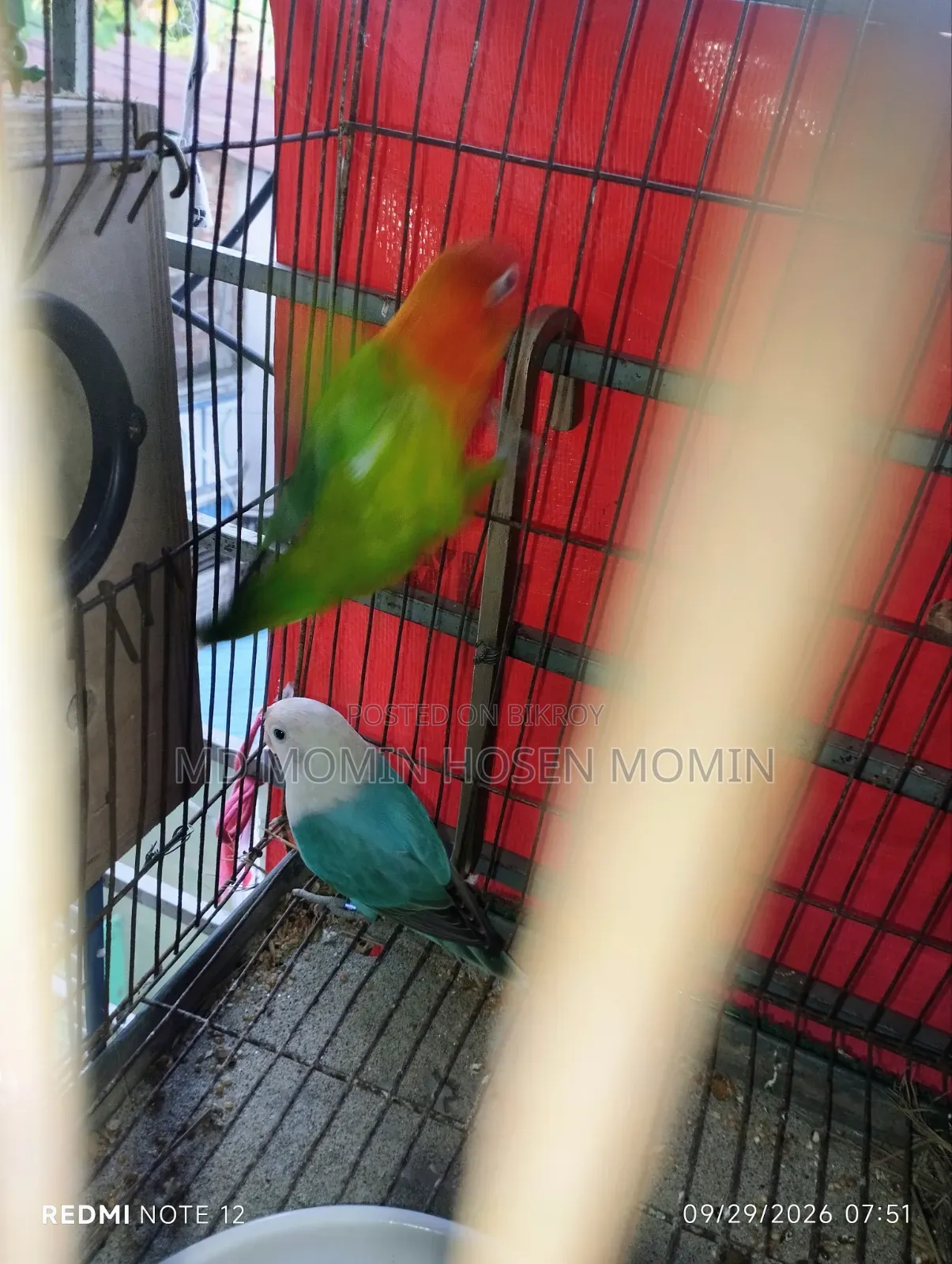 A Very Good Quality Pair of Birds