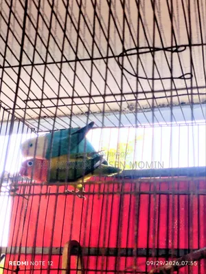 A Very Good Quality Pair of Birds