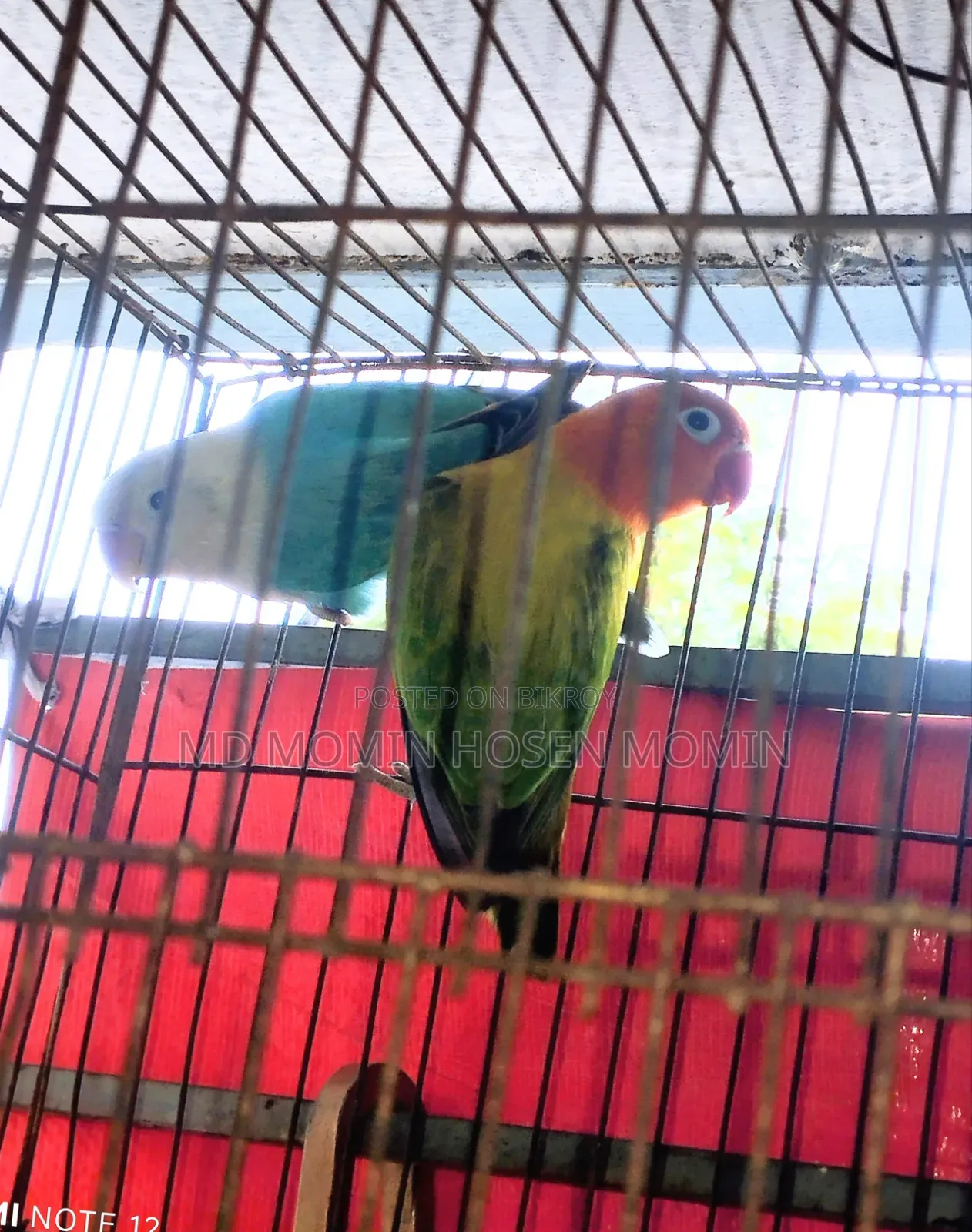A Very Good Quality Pair of Birds