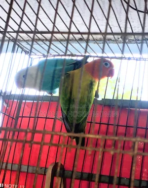A Very Good Quality Pair of Birds