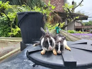 Chinchilla Rabbit for Sale