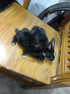 Chinchilla Rabbit for Sale