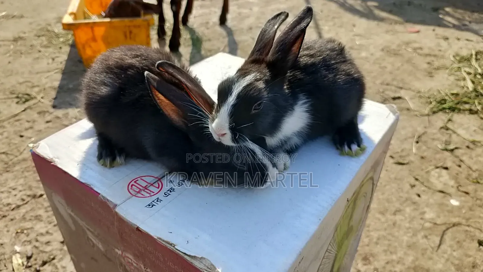 Chinchilla Rabbit for Sale