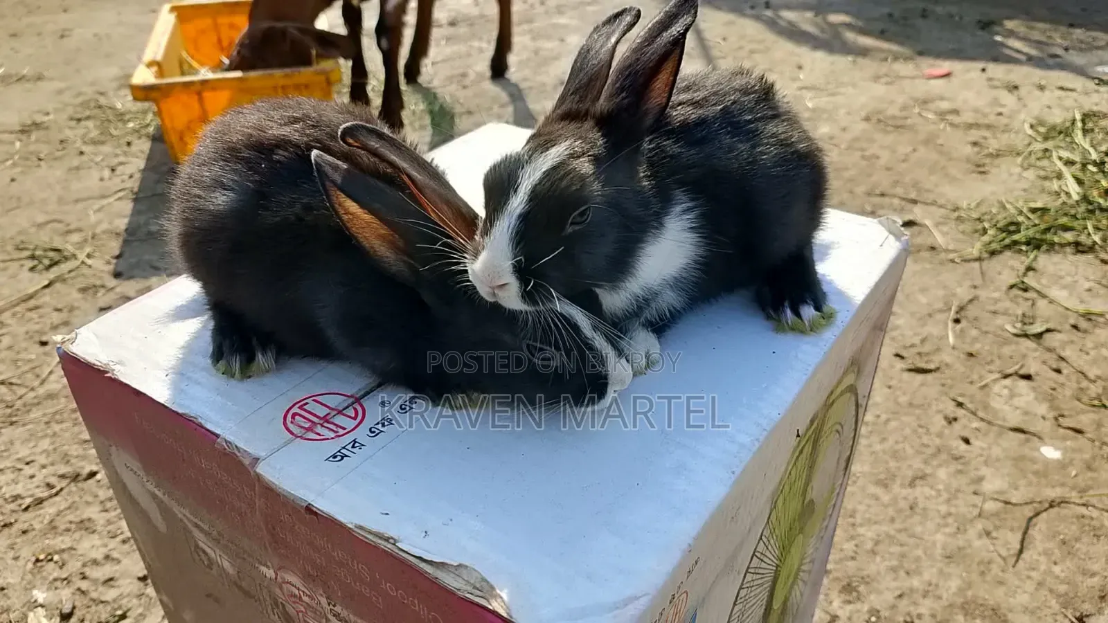 Chinchilla Rabbit for Sale