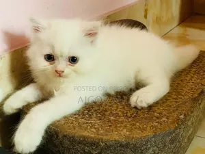 ১-৩ মাসের ফিমেল পিওরব্রেড পার্সিয়ান