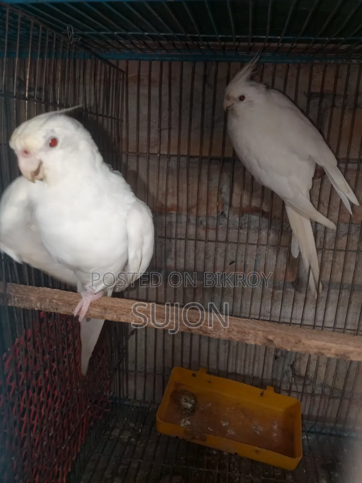 বাচ্চাসহ লুটিনো কোকাটেল পাখি