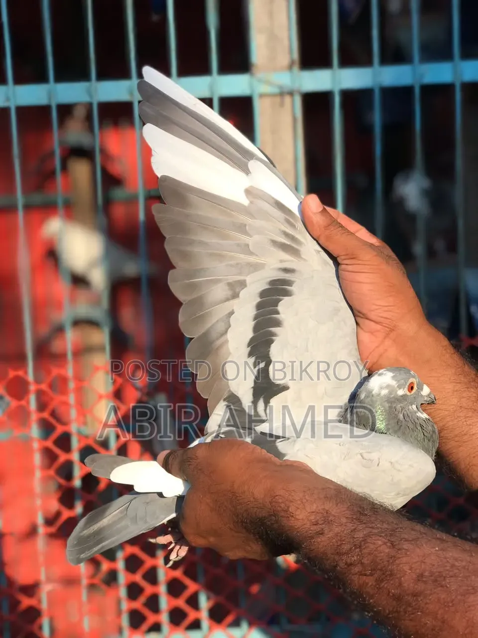ডার্ক ভ্যান ডেন বুল্ক × স্টেফান ল্যামব্রেখটস × গোল্ডেন উইং লাইন