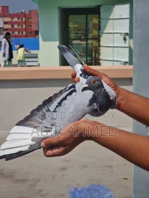 ডার্ক ভ্যান ডেন বুল্ক × স্টেফান ল্যামব্রেখটস × গোল্ডেন উইং লাইন