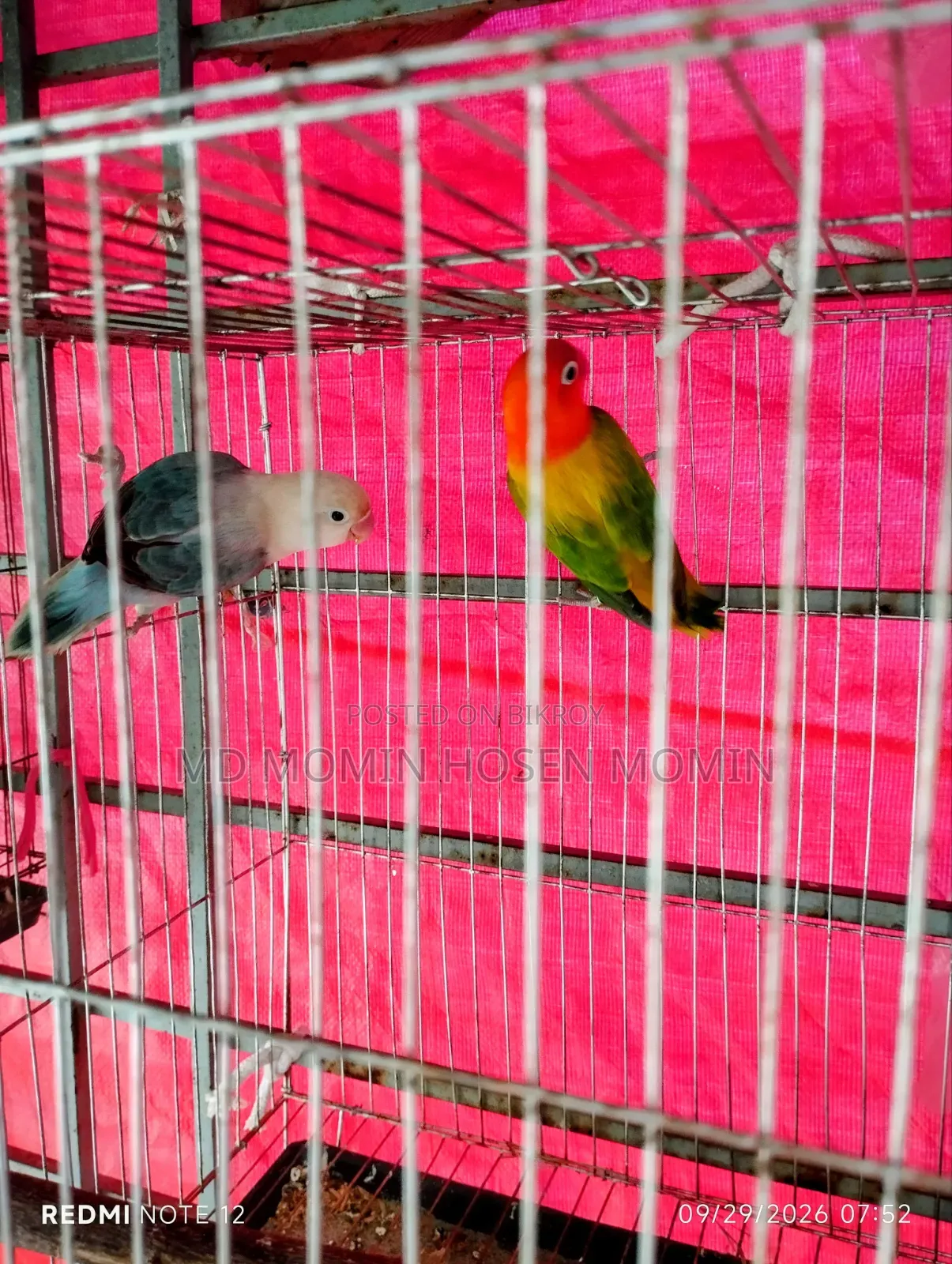 A very good quality pair of birds