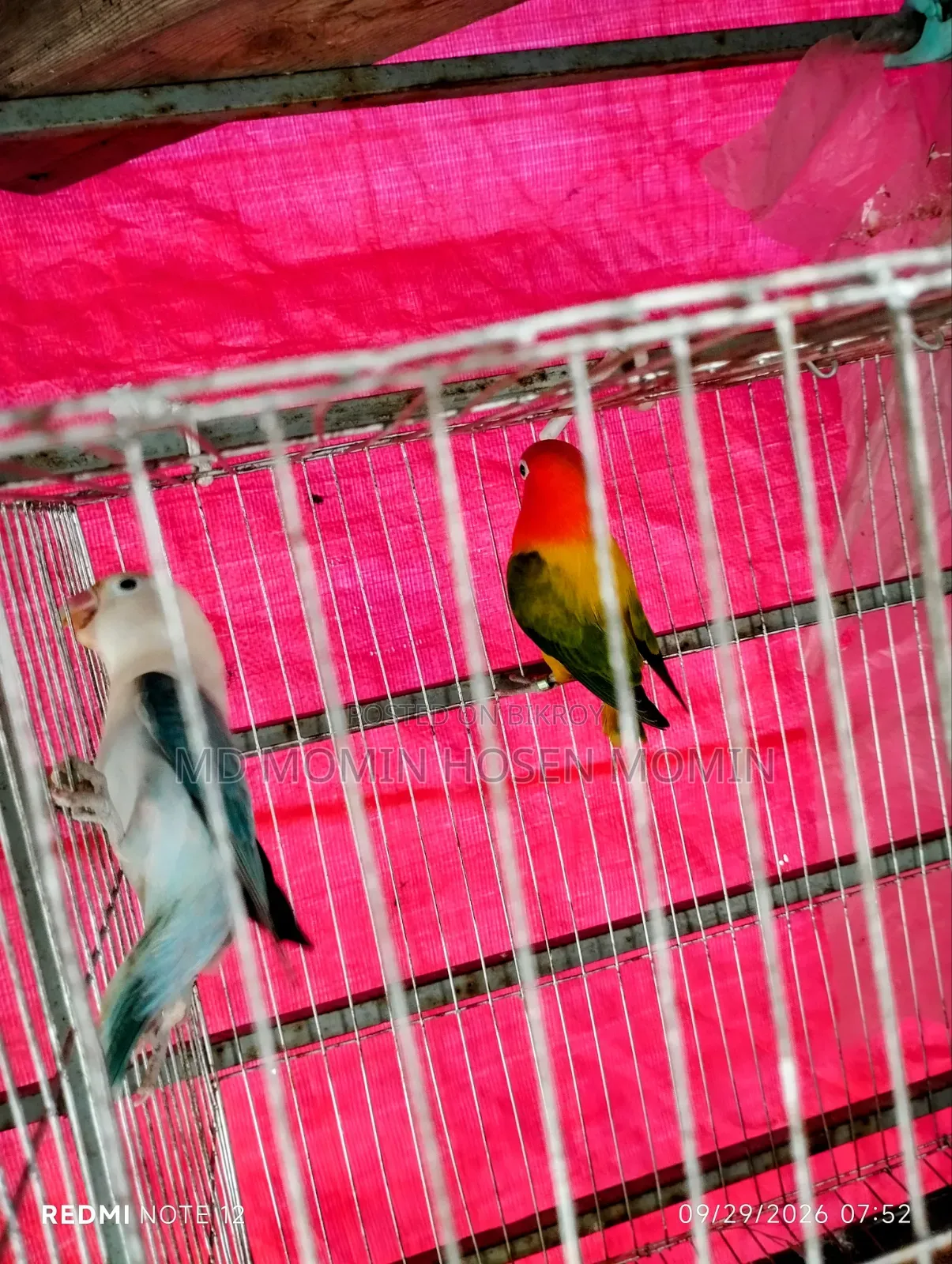 A very good quality pair of birds