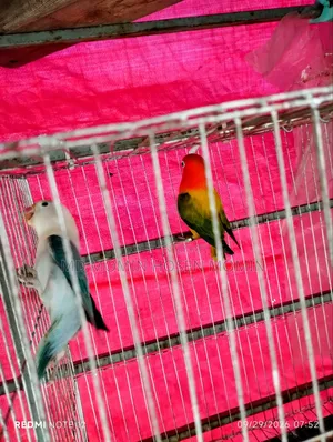 A very good quality pair of birds