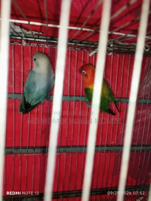 A very good quality pair of birds