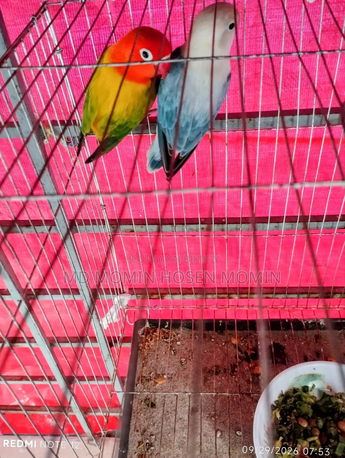 A very good quality pair of birds