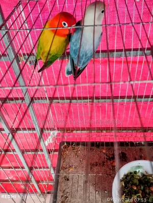 A very good quality pair of birds