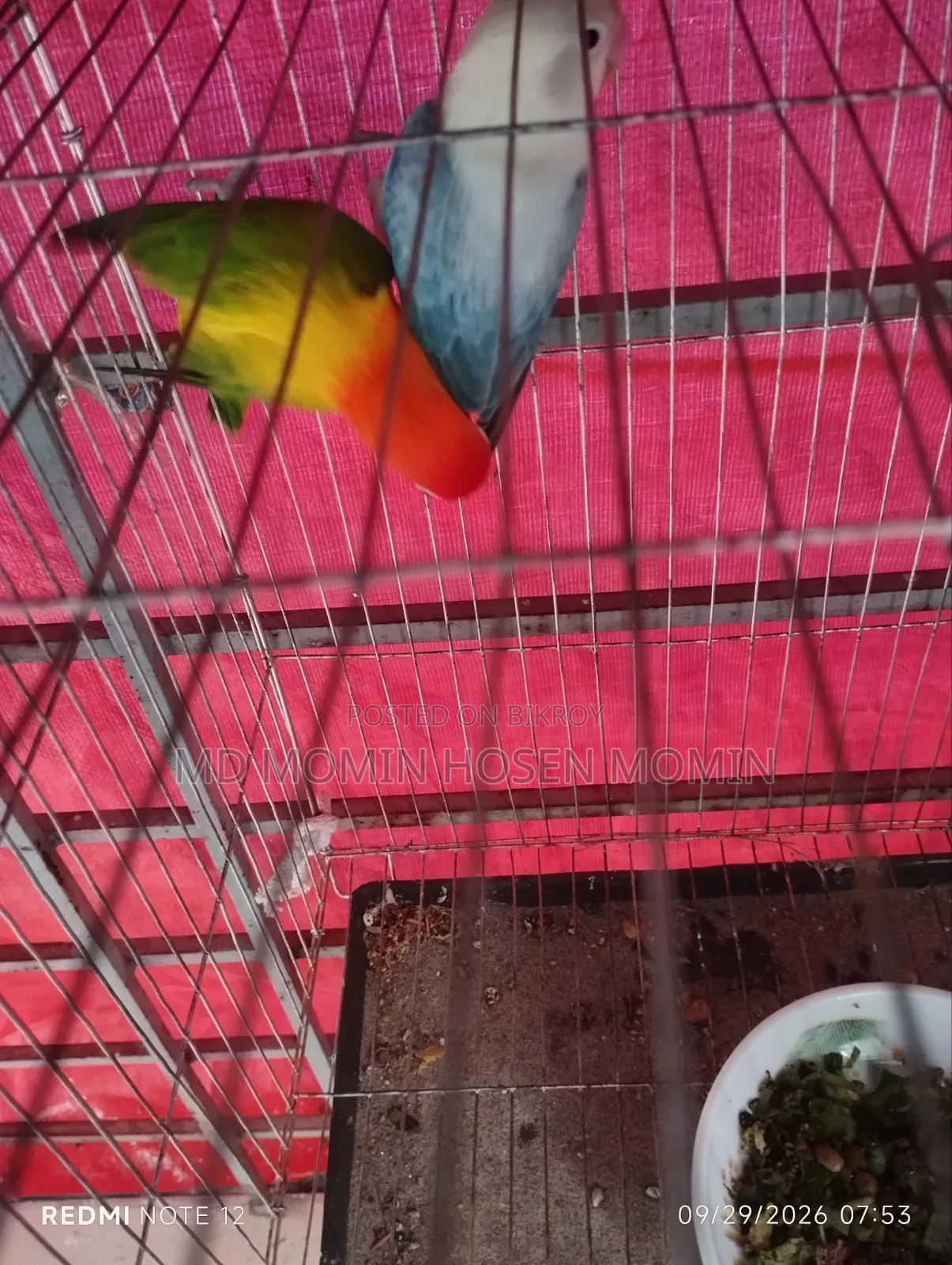 A very good quality pair of birds