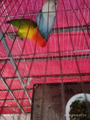 A very good quality pair of birds