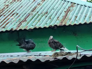 দেশি গলা