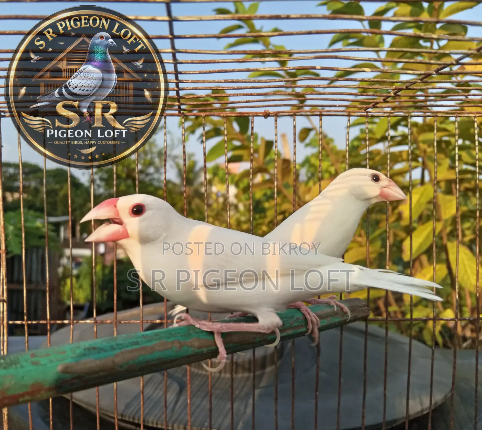 A Pair of Running White Java Sparrows