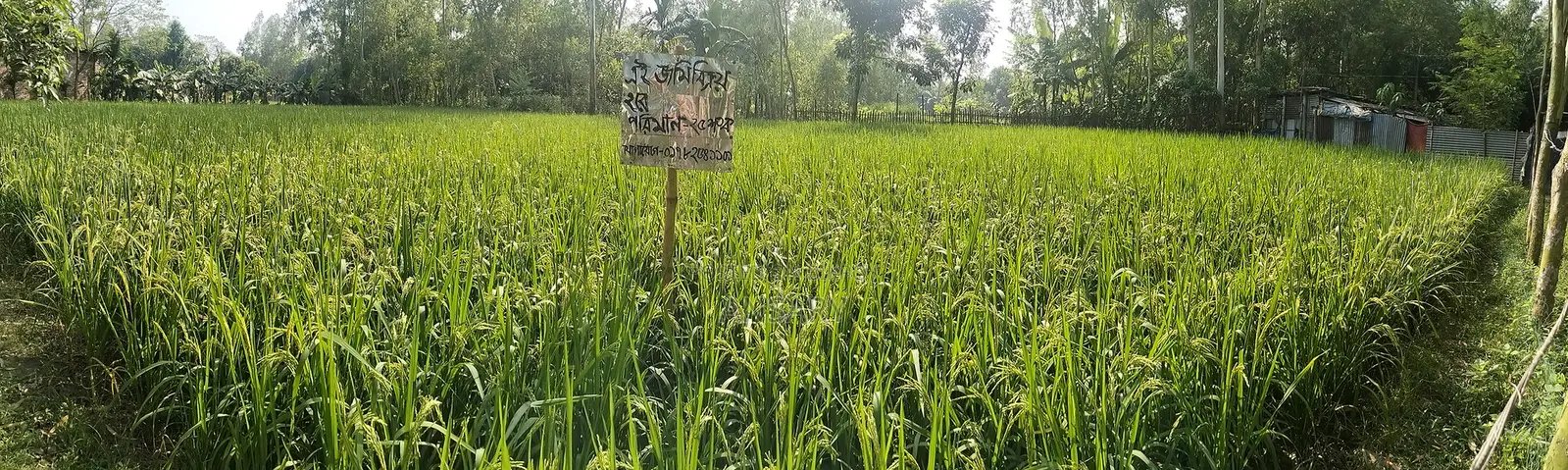 Land for sale. Quantity: 25 decimals. Location: Purba Noshratpur (Hotathpara)