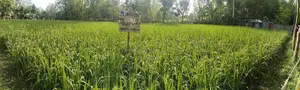 Land for sale. Quantity: 25 decimals. Location: Purba Noshratpur (Hotathpara)