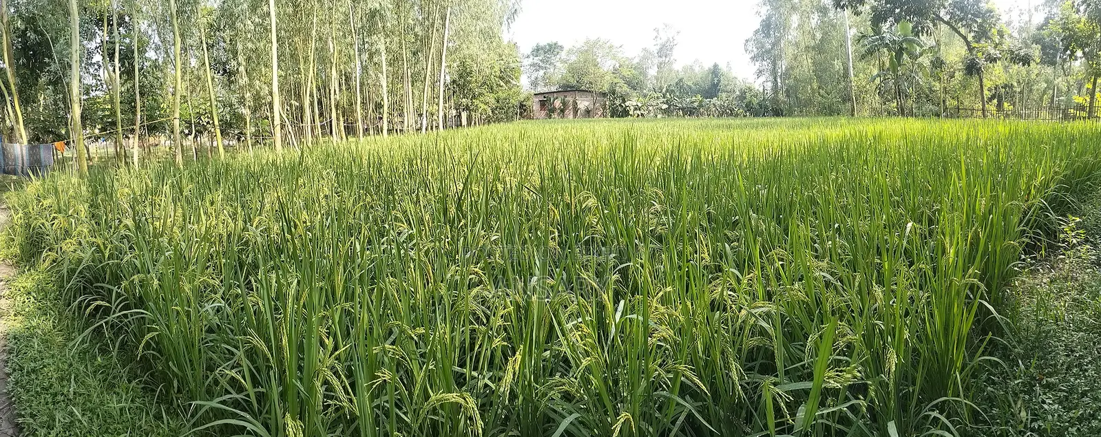 Land for sale. Quantity: 25 decimals. Location: Purba Noshratpur (Hotathpara)
