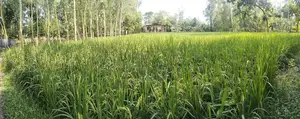 Land for sale. Quantity: 25 decimals. Location: Purba Noshratpur (Hotathpara)