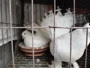 Lakkha Pigeon