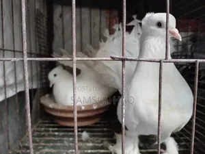 Lakkha Pigeon