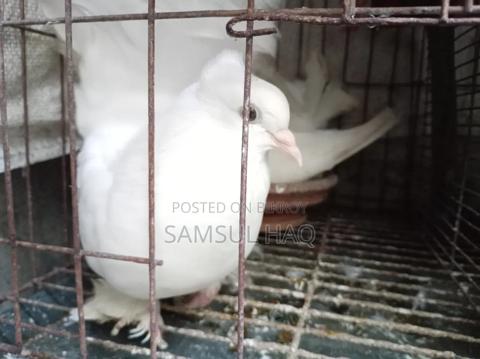Lakkha Pigeon
