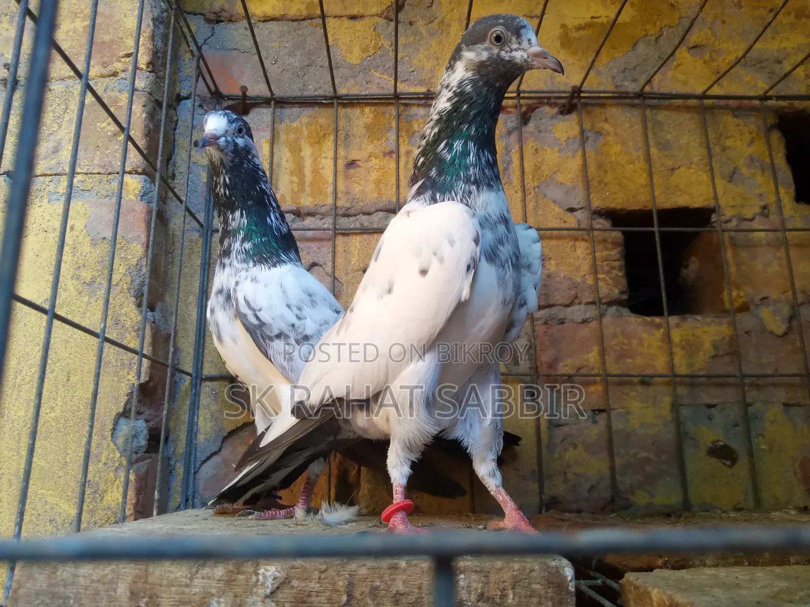 Teddy Male Pigeon (Adult 2 Pieces)