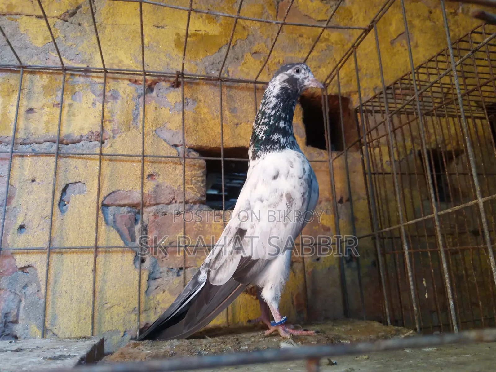 Teddy Male Pigeon (Adult 2 Pieces)