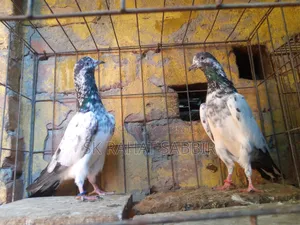 Teddy Male Pigeon (Adult 2 Pieces)