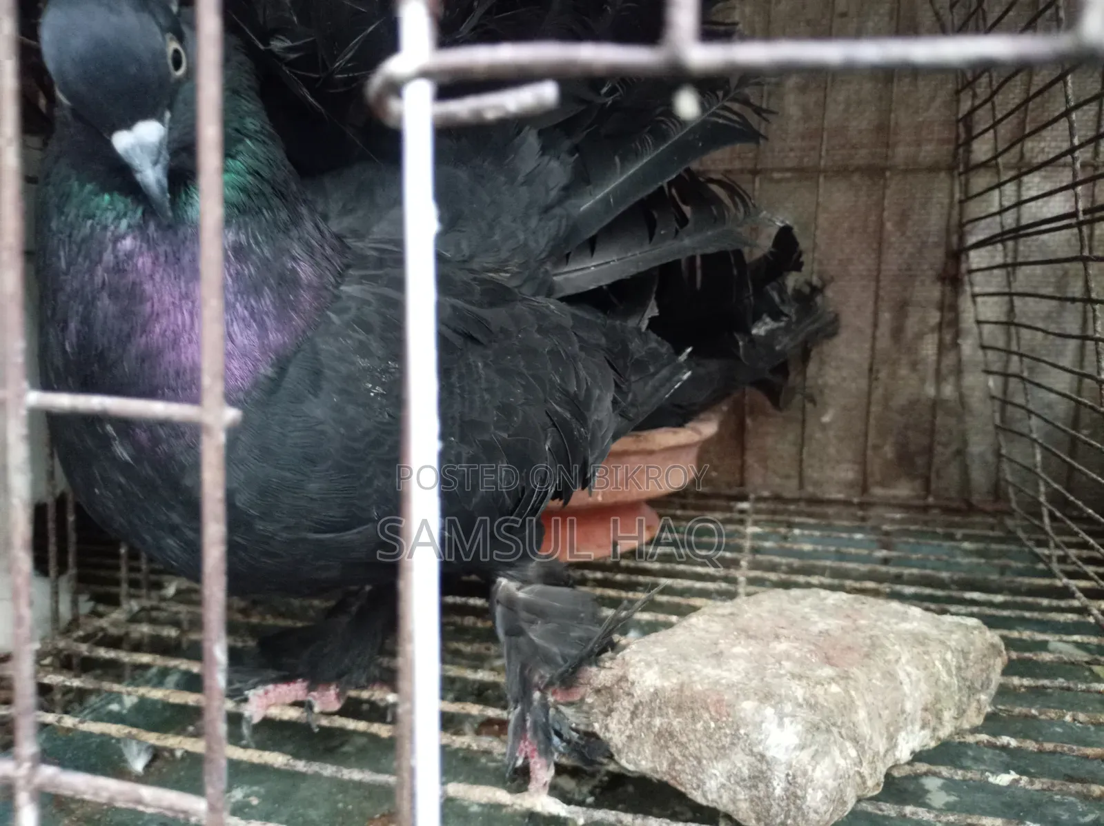 Lakkha Pigeon