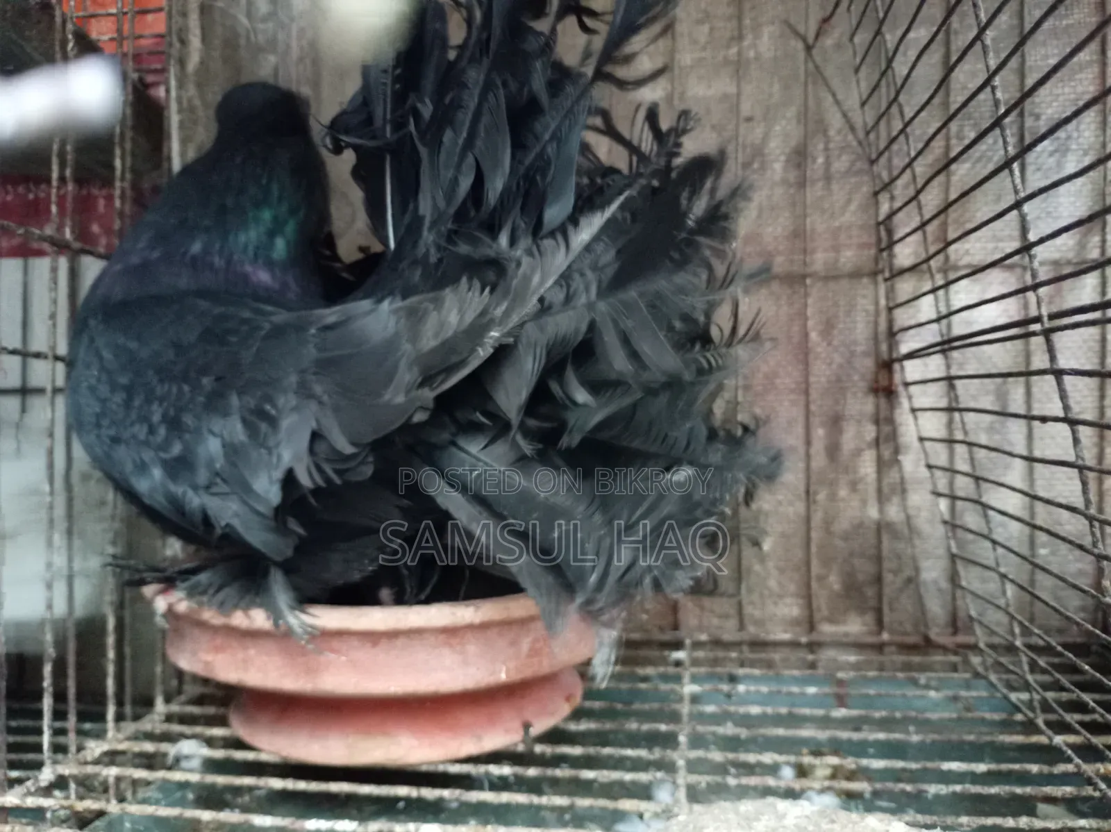 Lakkha Pigeon