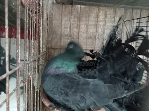 Lakkha Pigeon