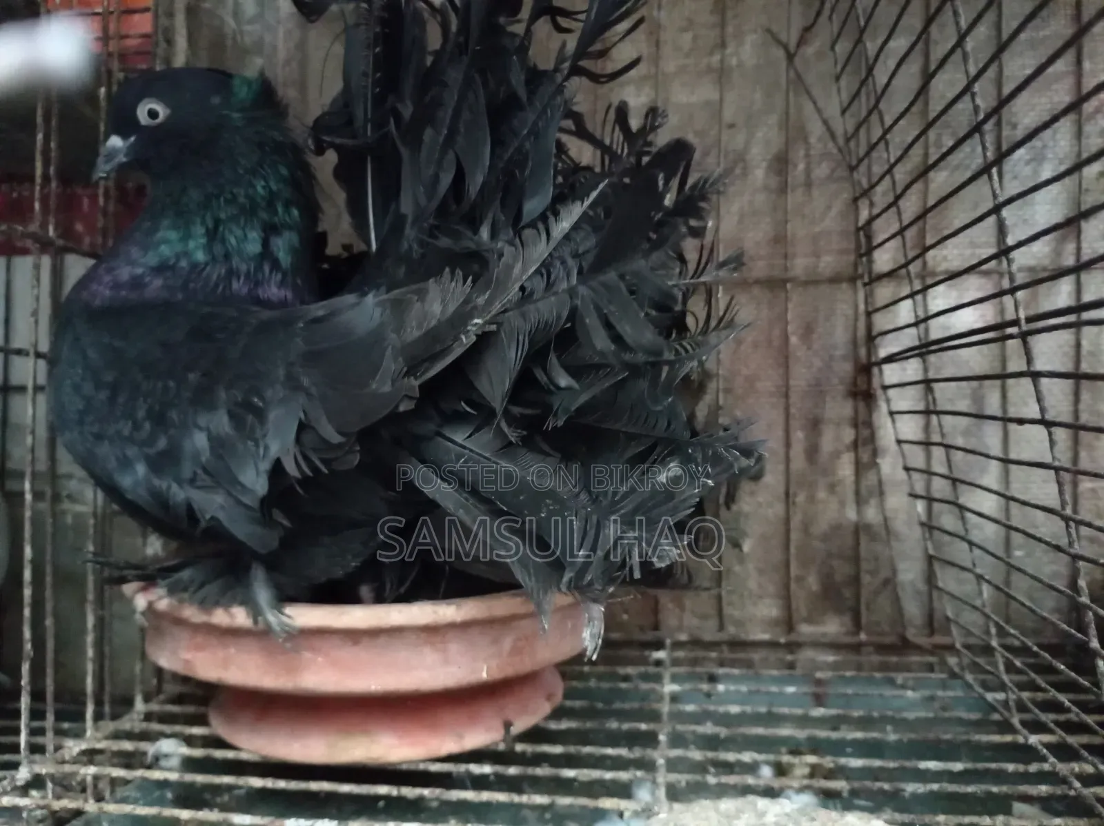 Lakkha Pigeon