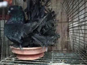 Lakkha Pigeon