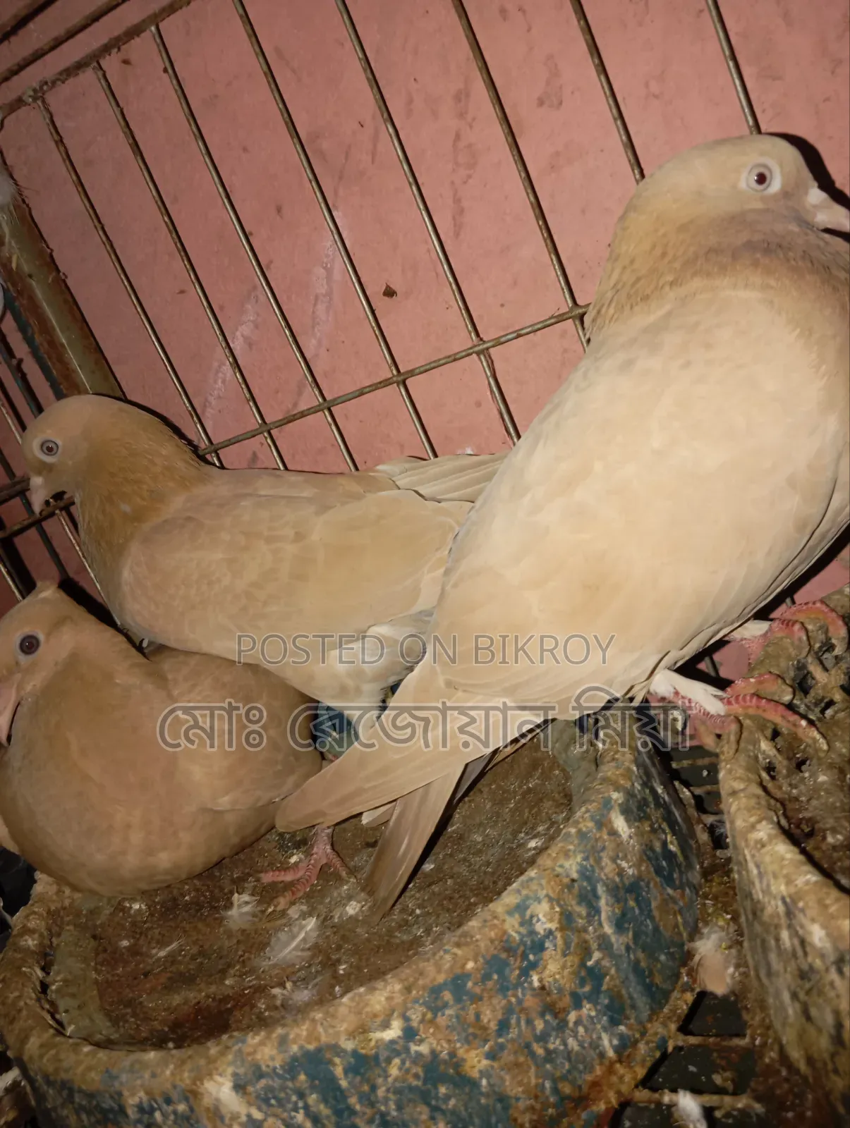 Giribaj Breeding Pair For Sale