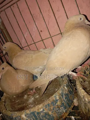 Giribaj Breeding Pair For Sale