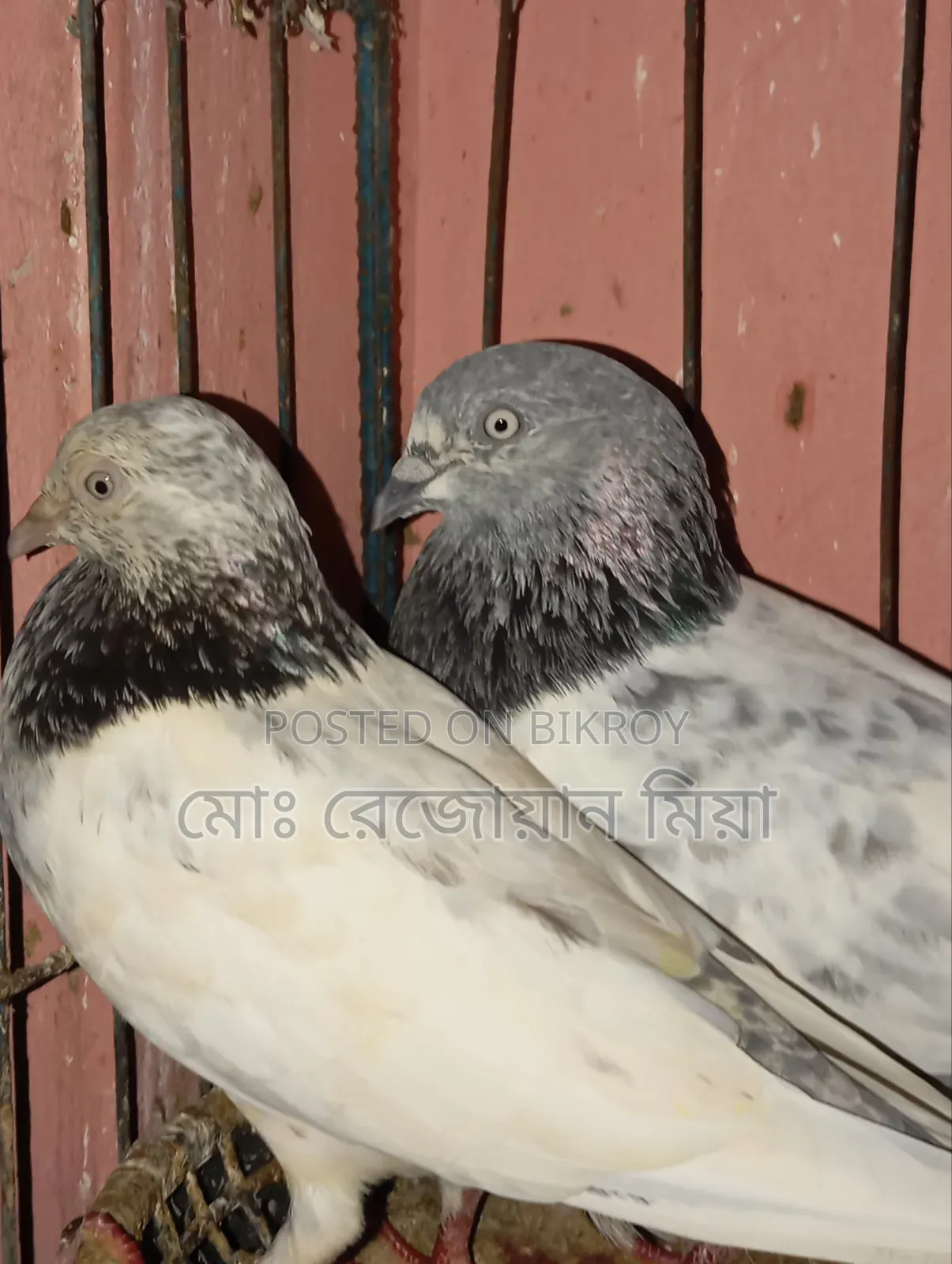 Giribaj Breeding Pair For Sale