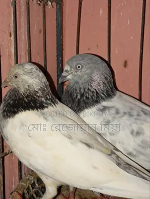 Giribaj Breeding Pair For Sale