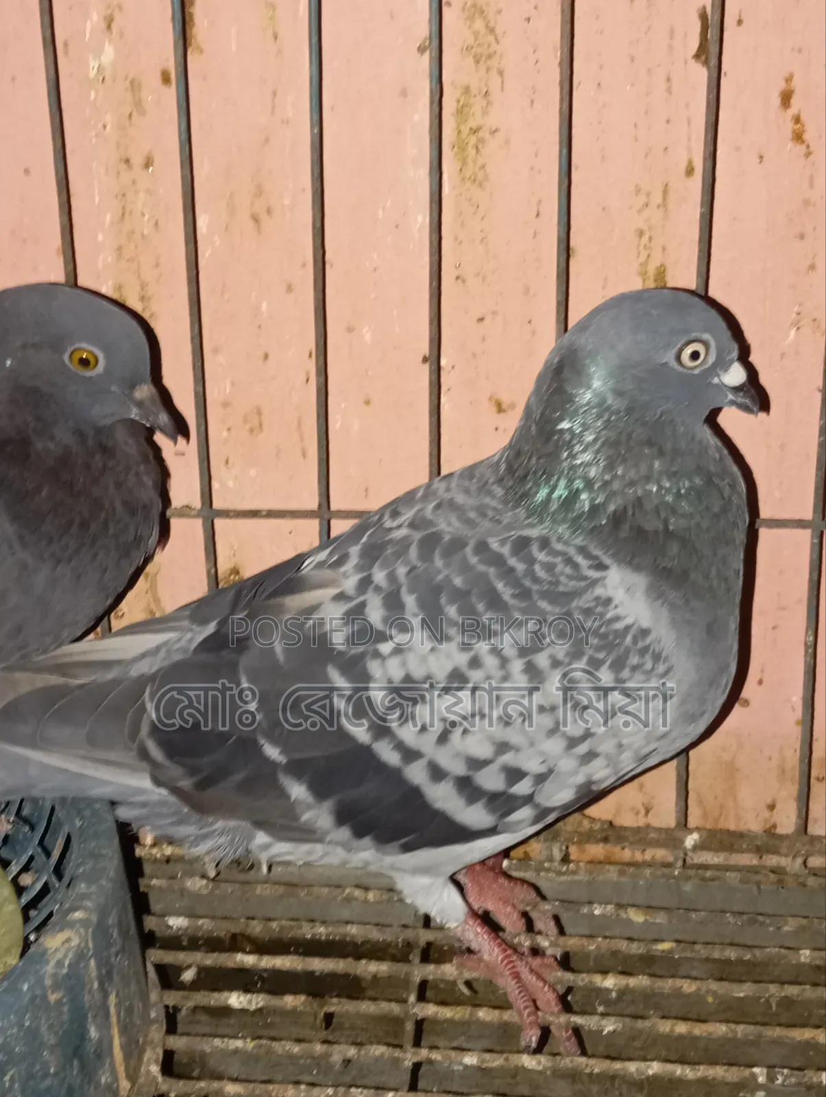 Giribaj Breeding Pair For Sale