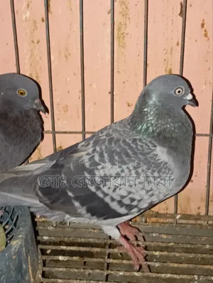 Giribaj Breeding Pair For Sale